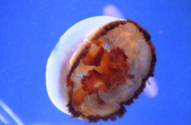 Красная холодноводная медуза поселилась в Приморском океанариуме