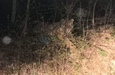 В Приморье врачи «скорой помощи» встретили бесстрашного тигра
