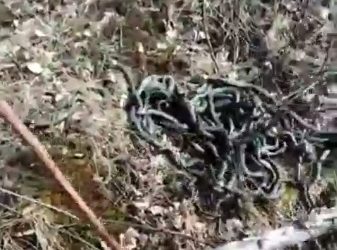 Десятки змей в одном месте ужаснули приморцев — видео