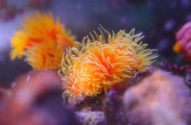 В Приморском океанариуме кораллы поместили в карантин