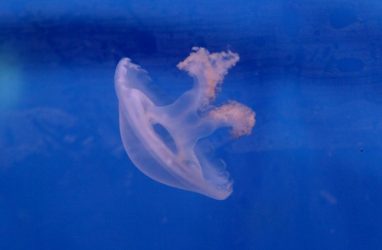 Приморский океанариум получил сотню медуз из Гонконга