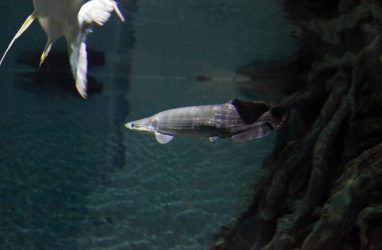 Одни из самых крупных пресноводных рыб в природе поселились в Приморском океанариуме