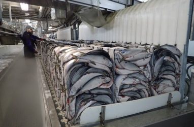 Во Владивостоке красную рыбу нового улова продают за «космические» деньги