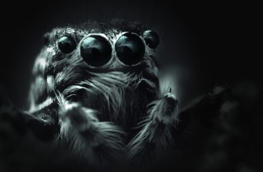 «Я такого ещё не видел»: жуткий паук напугал автомобилиста на Сахалине