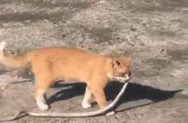 Захватывающая схватка кота с большой змеёй попала на видео в Приморье