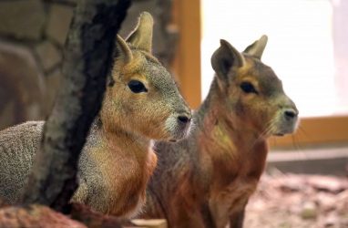 В барнаульском зоопарке придумали зимний «теплый пол» для животных