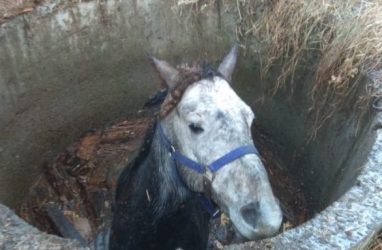 В Приморье спасли лошадь при помощи подъёмного крана — видео