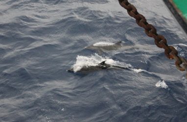Стая дельфинов сопровождала фрегат «Паллада» в кругосветной экспедиции