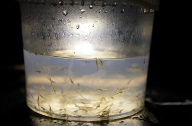 Учёные получили уникальные данные по биологии рыб у берегов Приморья