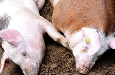 На Сахалине уничтожили около пяти тонн свинины