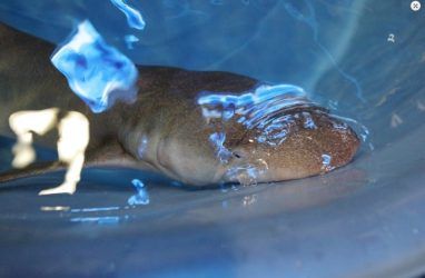 Ржавые няньки: две крупные акулы прибыли в Приморский океанариум