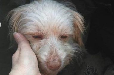 В Приморье спасли собаку, которую вместе с щенком бросили умирать на морозе в безлюдном месте