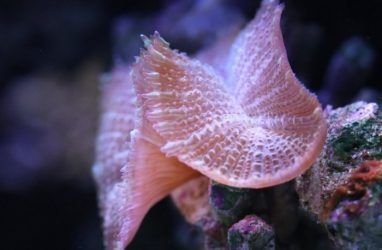 Ковровые актинии впервые поселились в Приморском океанариуме