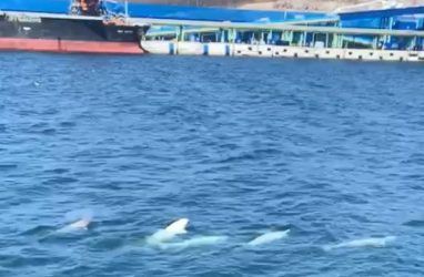 Дельфины-белухи вернулись к причалам угольного порта в Приморье