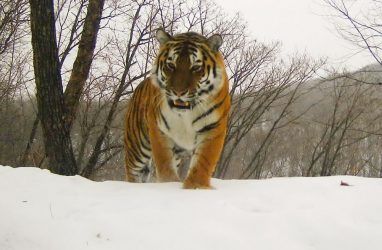 Нелюди намеренно гнали по лесу тигриную семью