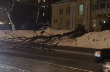 Во Владивостоке дерево обрушилось на проезжую часть важной автодороги