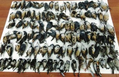 В одном из городов Приморья от столкновения с окнами погибли птицы 12 видов — учёные