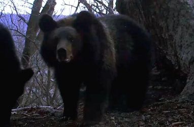 Приморцев пригласили на бесплатную лекцию в приют медведей
