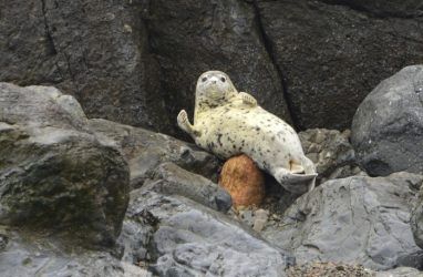 В Приморье зафиксировали спад рождаемости тюленей
