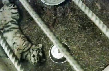 Людей растрогало фото отловленной в Приморье тигрицы-сироты