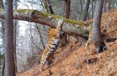 Амурский тигр проверил свой «почтовый ящик» — видео