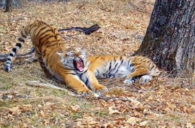 Амурские тигры в Приморье дали потомство — фото