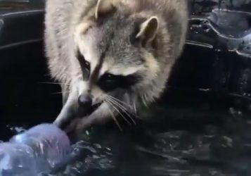 Забавное видео с енотом записали во Владивостоке - Новости ...