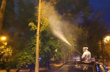 Атака гусениц во Владивостоке: после многочисленных жалоб в городе начали обработку деревьев