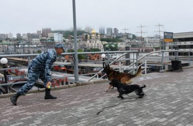 Во Владивостоке Корица с яблоком помогла поймать мужчину с наркотиками