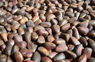 В Приморье с начала 2020 года экспортировали в Китай свыше 4200 тонн кедровых орехов