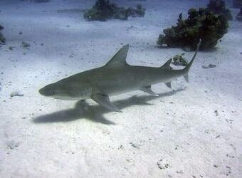 Что это за акула? Очередной хищник напугал некоторых жителей Приморья