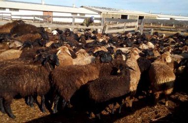 В Приморье завезли более 200 породистых овец из Сибири