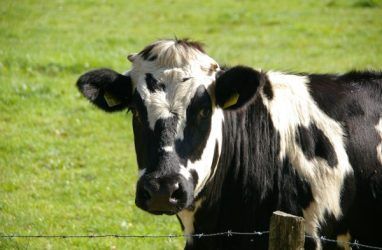 С начала 2020 года в Приморье чипировали почти 120 тыс. сельскохозяйственных животных