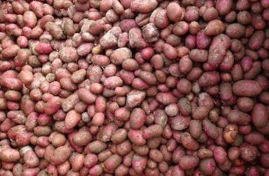 В Приморье будут выращивать картошку из Белоруссии