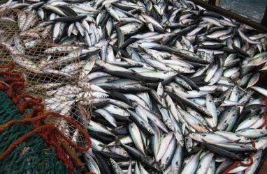 Приморские рыбаки с начала 2020 года нарастили добычу на 12%