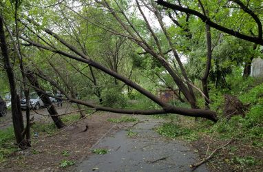 Как минимум 100 деревьев упало во Владивостоке, повредило почти 50 крыш