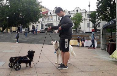 Во Владивостоке во второй раз провели благотворительный фестиваль-выставку собак «Дорога домой»