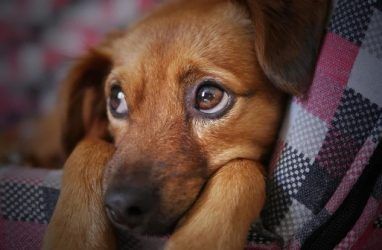Человеческая жестокость: в Приморье собаку попытались сжечь заживо