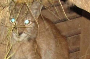 В Приморье спасли котёнка рыси