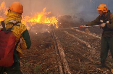 За сутки площадь лесных пожаров в Приморье составила  95 га