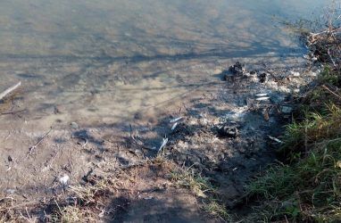 Рыба массово погибла в одной из рек Приморья: идёт расследование