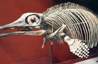 Останки ихтиозавра нашли на острове Русский