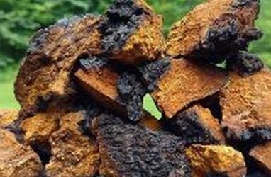 Более тонны гриба чага направили из Приморья в Китай с начала 2020 года