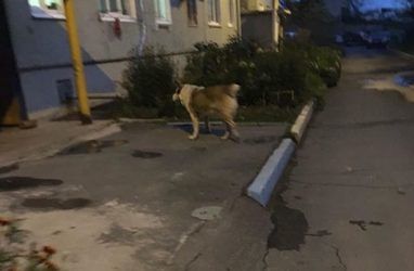 Огромный алабай пугает жителей Владивостока — очевидцы