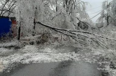 Во Владивостоке можно спасти пострадавшие от ледяного шторма деревья — учёный