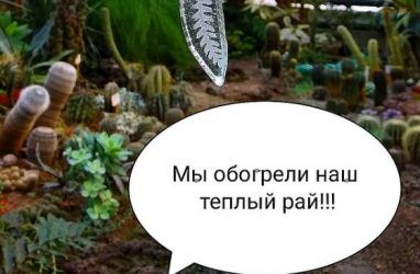 Неравнодушные приморцы помогли спасти от гибели растения в оранжерее Ботанического сада ДВО РАН