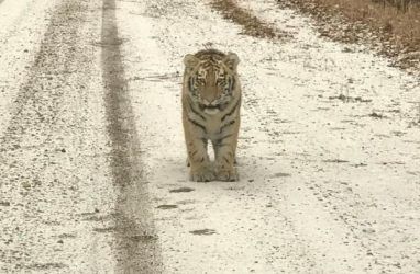 Двоих тигрят на дороге встретили автомобилисты в Приморье — видео