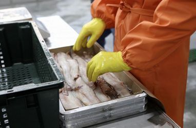 В Приморье в начале 2021 года фиксируют сокращение производства рыбной продукции