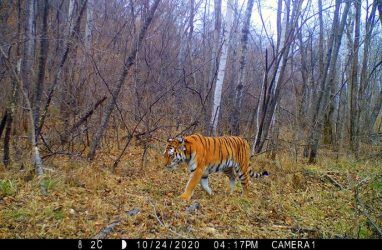 Тигрица Филиппа, которую спасли в Приморье, попалась в фотоловушки впервые за два года