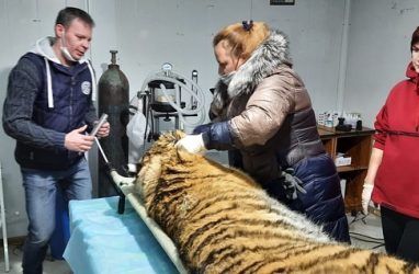 В Приморье ветеринары осмотрели тигрицу, которая нападала на собак